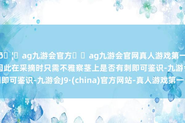 🦄ag九游会官方⚽ag九游会官网真人游戏第一品牌实力正规平台因此在采摘时只需不雅察茎上是否有刺即可鉴识-九游会J9·(china)官方网站-真人游戏第一品牌